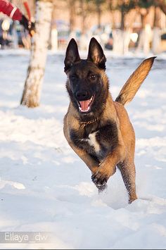 a dog running in the snow with its mouth open