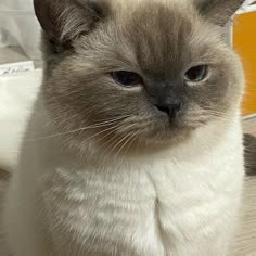 a white and grey cat sitting on top of a table