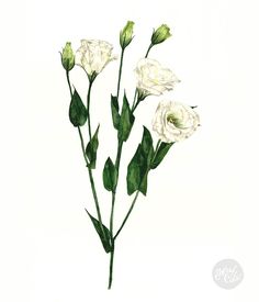 three white roses with green leaves on a white background, watercolor drawing or ink