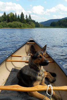 15 Dogs That Look Like German Shepherds German Shepherd Farm Dog, German Shepherd And Labrador, German Shepherd Camping, German Shepherd Photography, Cocoppa Wallpaper, Granola Girl, German Shepherds