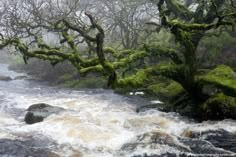 the water is rushing through some mossy trees