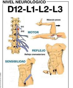 Spinal Cord Anatomy, Neurological Assessment, Massage Therapy Business, Workout Routine For Men, Breast Workout