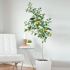 a potted lemon tree sitting next to a white chair in a room with hardwood floors