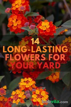 Diy Rose, Backyard Flowers, Garden Wallpaper, Summer Plants, Outdoor Flowers, Garden Yard Ideas, Front Yard Garden