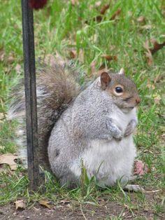 IM NOT FAT......... Im storring for winter Fat Squirrel, Fat Animals, Grumpy Cat, Hamsters, Sweet Animals, Cute Creatures