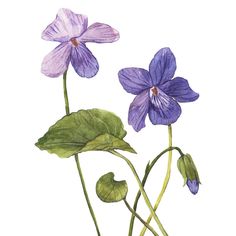 two purple flowers with green leaves on a white background