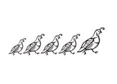 four birds walking in a line on a white background