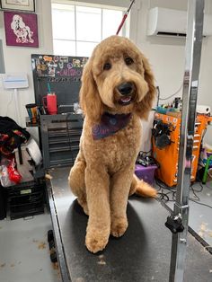 a brown dog sitting on top of a table