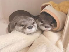 two ferrets cuddle together under a blanket