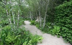 the path is surrounded by trees and plants