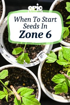 Close up of small, white, seed trays with small seedlings growing in them. Zone 6b Gardening Vegetables, Gardening Layout Ideas, Zone 6 Gardening, When To Start Seeds, Home Farming, Spring Vegetable Garden, Gardening Layout, When To Plant Vegetables, Gardening Seeds