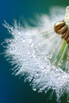 a dandelion with drops of water on it's top and the seeds still attached