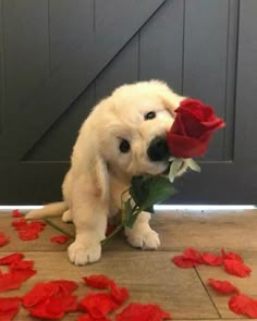 a white puppy holding a red rose in its mouth and standing on the floor with petals scattered around it