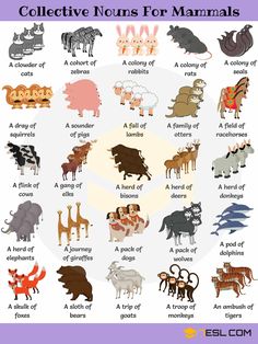 the different types of animals and their names