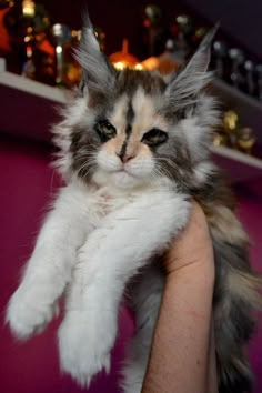 a cat that is sitting in someone's hand