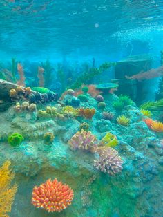 an underwater view of colorful corals and seaweed