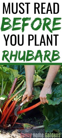 a person cutting up some vegetables in the garden with text overlay that reads must read before you plant rhubarb