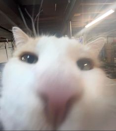 a close up of a white cat's face