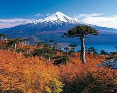 the mountain is covered in snow and surrounded by autumn foliage, with pine trees on either side