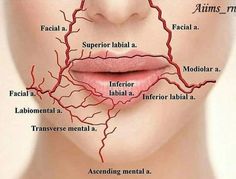 Aesthetic Nurse Injector Logo, Filler Injection, Skin Anatomy, Face Fillers, Aesthetic Dermatology, Facial Anatomy, Dental Anatomy, Kedokteran Gigi