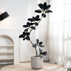 a potted plant sitting on top of a rug in front of a white wall