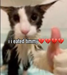 a black and white cat wearing a cowboy hat giving the thumbs up sign with hearts