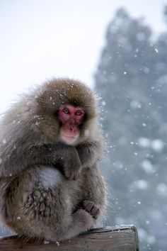 a snow monkey sitting on top of a wooden post in the middle of a snowy day