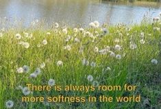 there is always room for more softness in the world than grass and dandelions