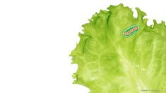 a lettuce leaf is shown on a white background