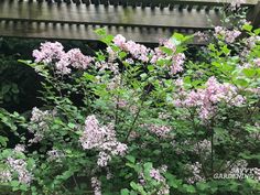 purple flowers are blooming in front of a wooden bench