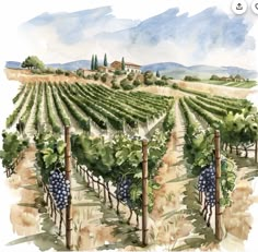 a watercolor painting of a vineyard with lots of grapes