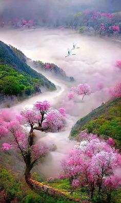 pink trees in the middle of a valley