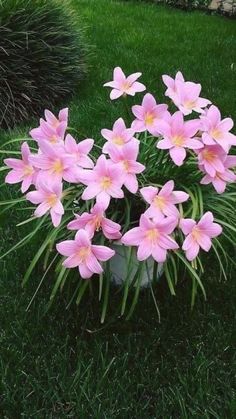 pink flowers are in a white vase on the grass