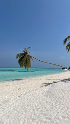 a palm tree leaning over on a white sandy beach with clear blue water in the background