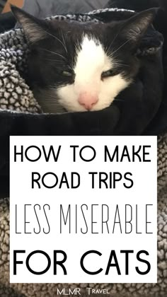 Cat Road Trip, Traveling With A Cat Road Trips, Road Trip With Cat, Leaving Cats While On Vacation, Road Trip With Cats Tips, How To Travel With A Cat, Travel With Cat, Traveling With Cats, Camping With Cats