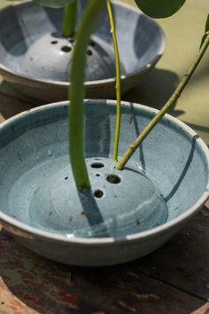 two bowls with plants in them sitting on a wooden table top, one is empty and the other has no leaves