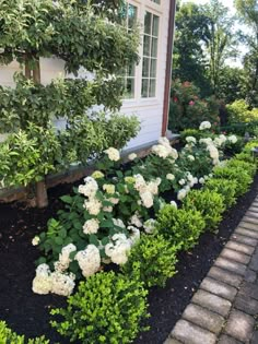 white hydrangeas line the side of a house