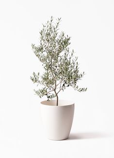 an olive tree in a white pot on a white background with room for text or image