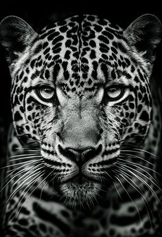 a black and white photo of a leopard's face