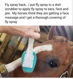 a horse has its nose brushed with a brush