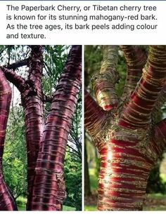 the bark on this tree looks like it is painted red and yellow with gold stripes