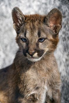 a close up of a small cat with blue eyes