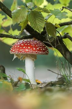 a red and white mushroom sitting on top of a tree