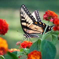 a butterfly sitting on top of a flower next to green leaves and red orange flowers