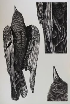 three drawings of different types of birds in black and white