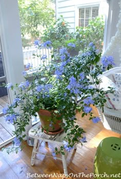 two potted plants sitting on top of a wooden table next to a green stool