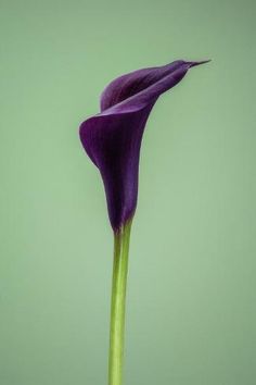 a purple flower with green stems in front of a white wall and light green background