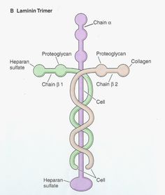 a diagram of the structure of a medical instrument