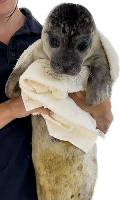 a woman holding a baby seal in her arms