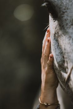 a close up of a person touching the nose of a horse's face with their hand